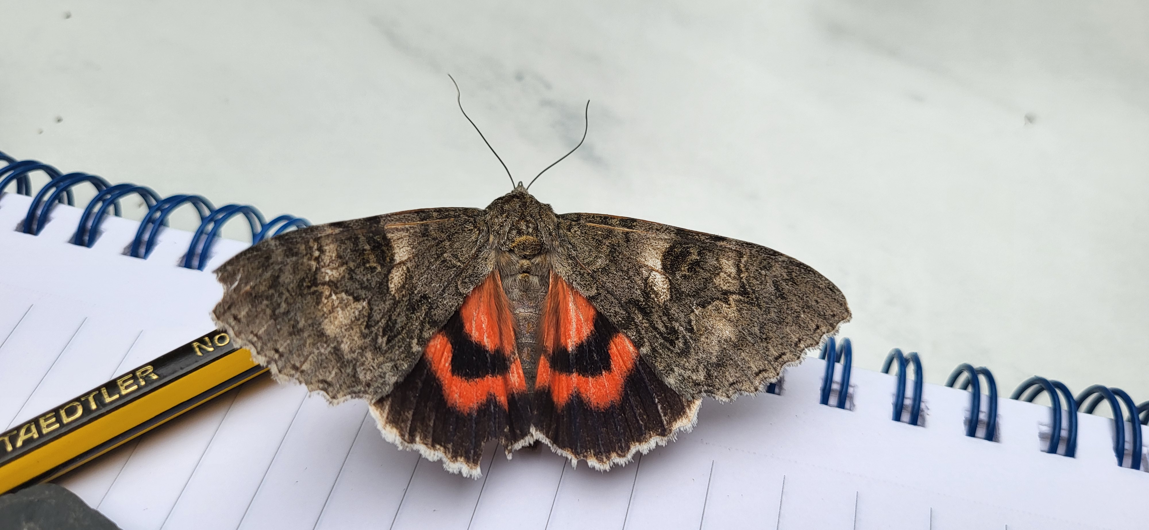 Photo of Red Underwing (Catocala nupta)
